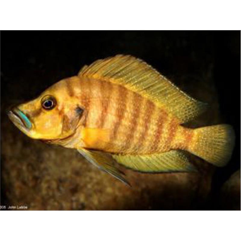 Lamprologus comp. mabilibili orange - imagine 3